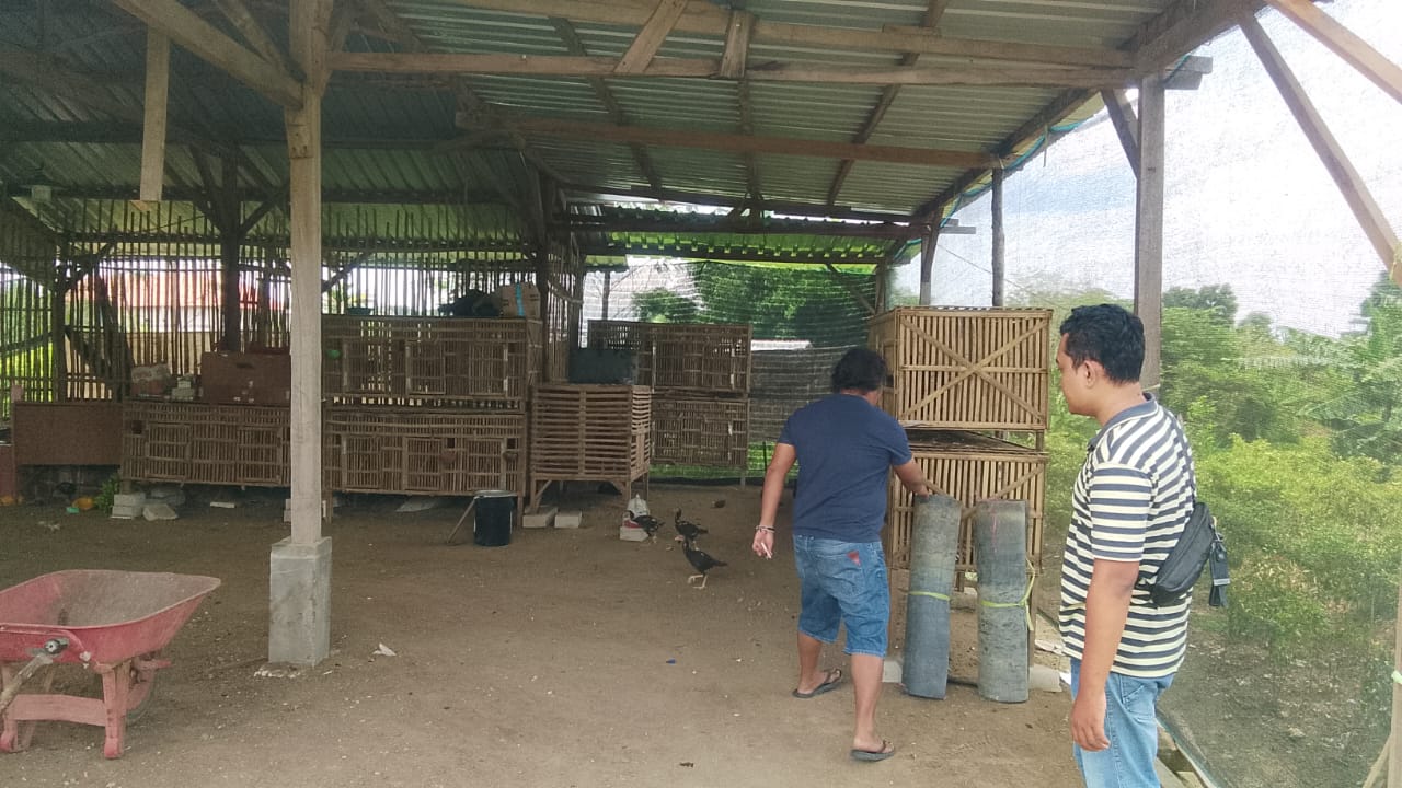 Respon Cepat Polsek Wringinanom Disorot Positif, Dugaan Sabung Ayam Randu Songo Segera Ditindaklanjuti